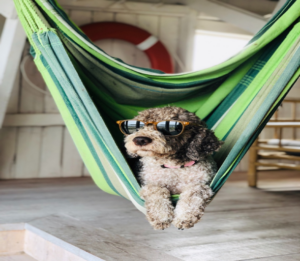 Pets at Hotels